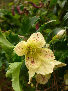 Imagem de Clematis cirrhosa L.