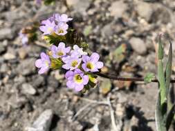 Image of sweetscented phacelia