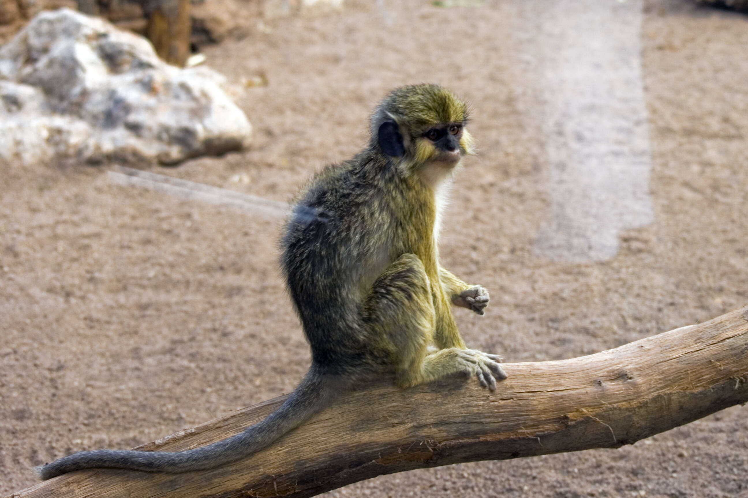 Image of Angolan Talapoin