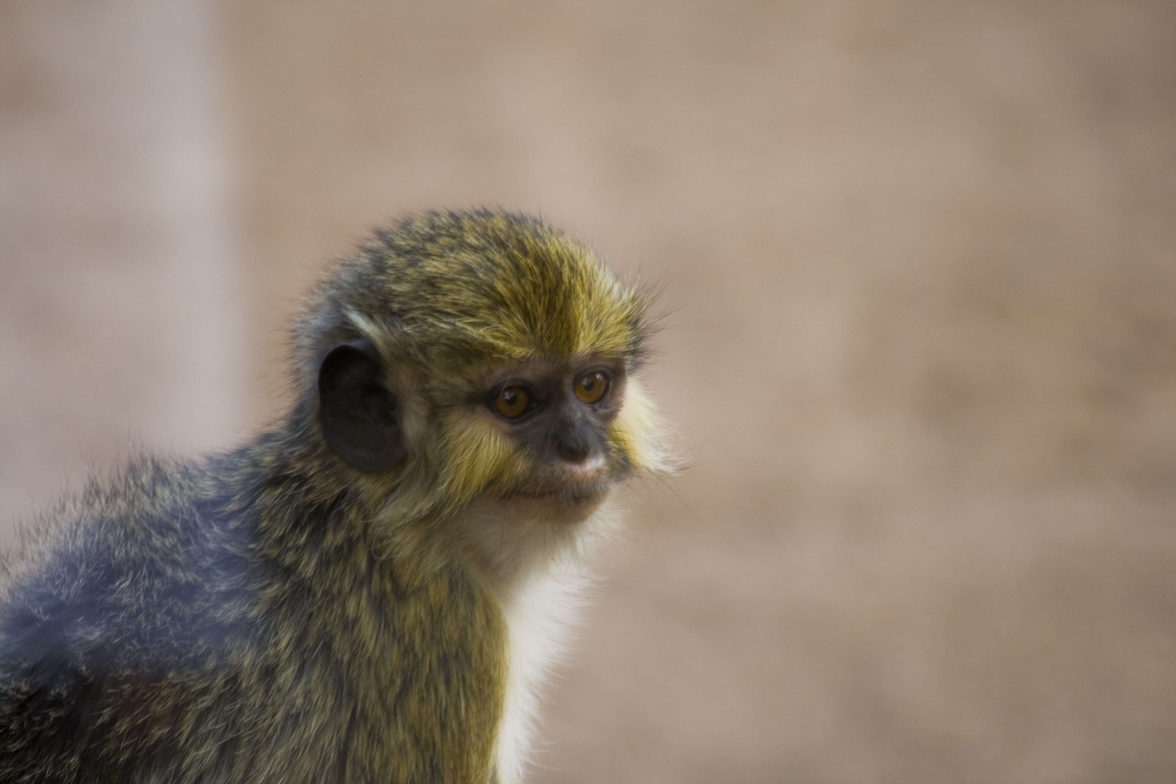 Image of Angolan Talapoin