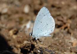 Image of holly blue