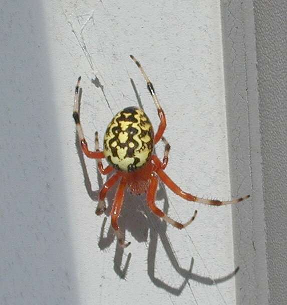 Image of Araneus