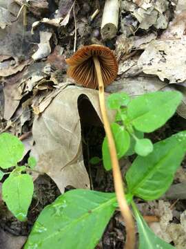 Image de Conocybe pubescens (Gillet) Kühner 1935