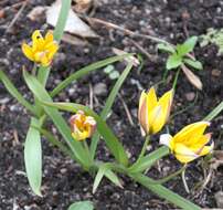 Image of Wild tulip