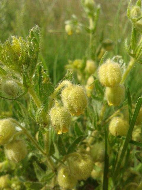 Plancia ëd Hermannia grandistipula (Buchinger ex Hochst.) K. Schum.