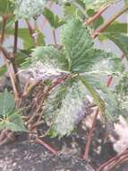 Image of Grape Powdery Mildew