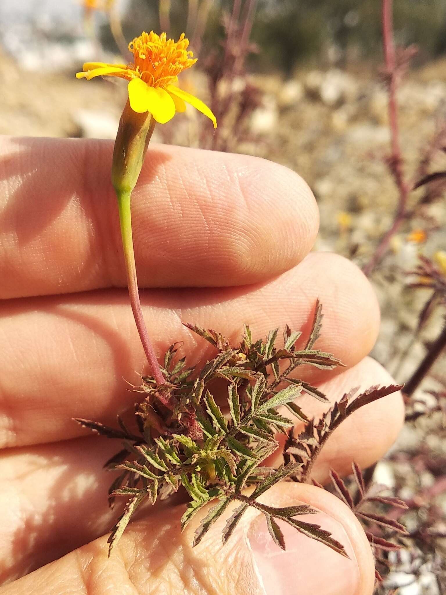 Tagetes tenuifolia Cav. resmi