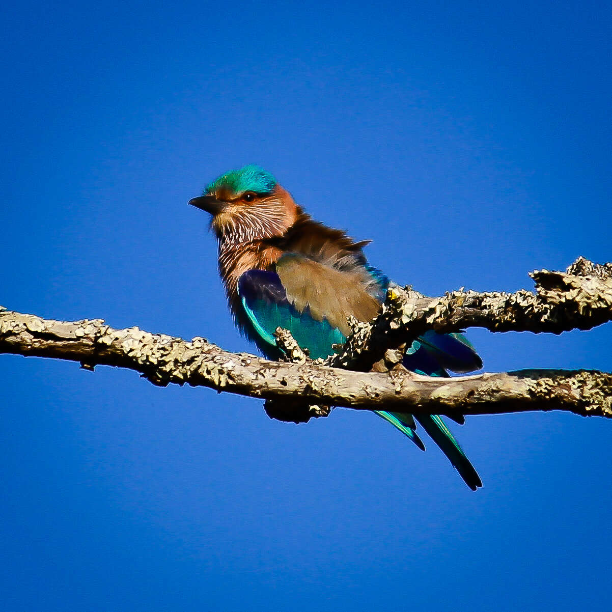 Image of Indian Roller