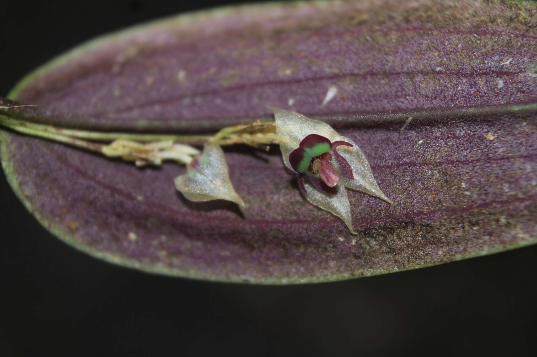 Image of Lepanthes agglutinata Luer