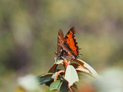 Plancia ëd Charaxes jahlusa rex Henning 1978