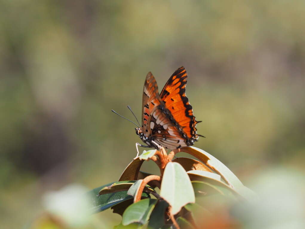 صورة Charaxes jahlusa rex Henning 1978