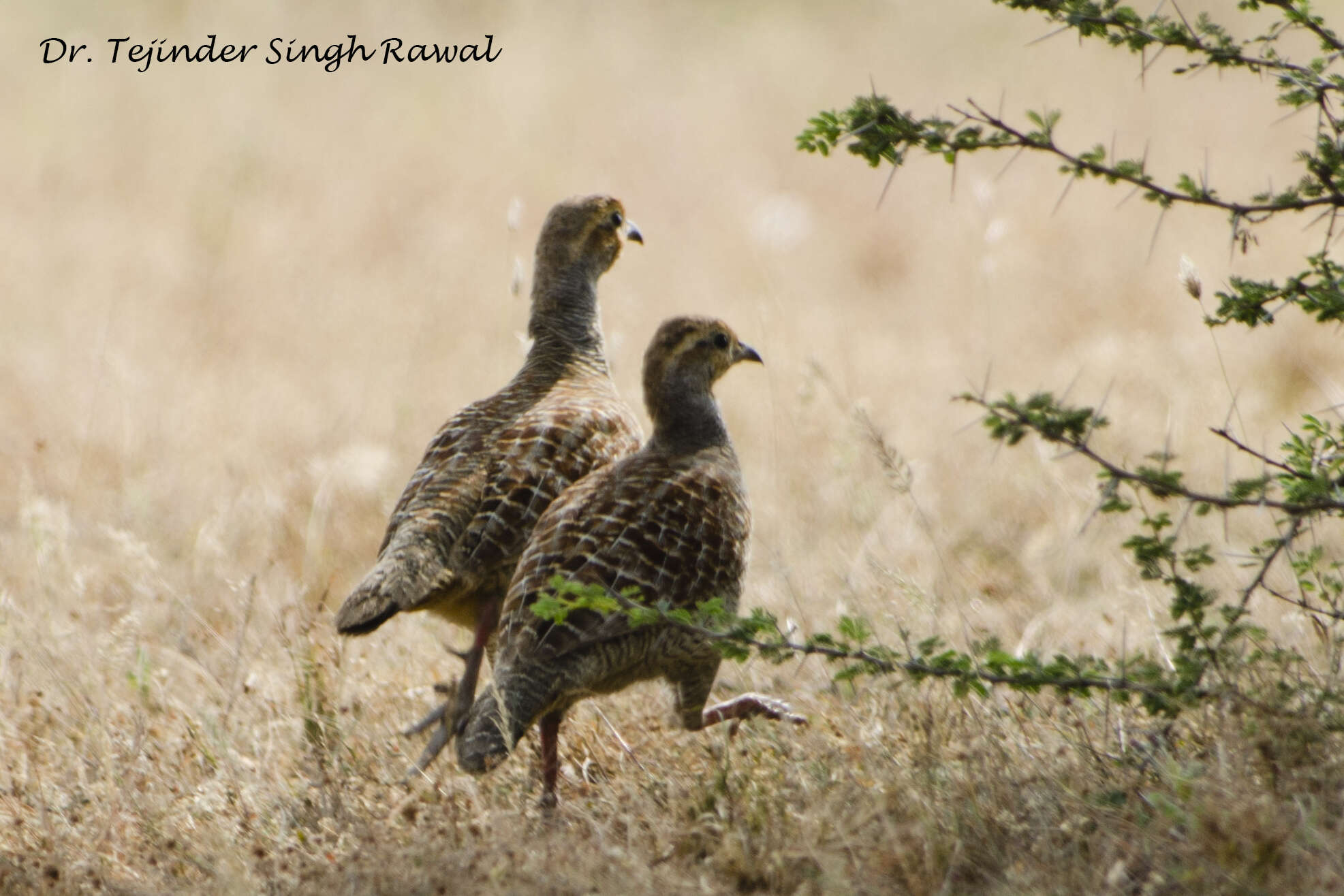 Image of Gray Francolin