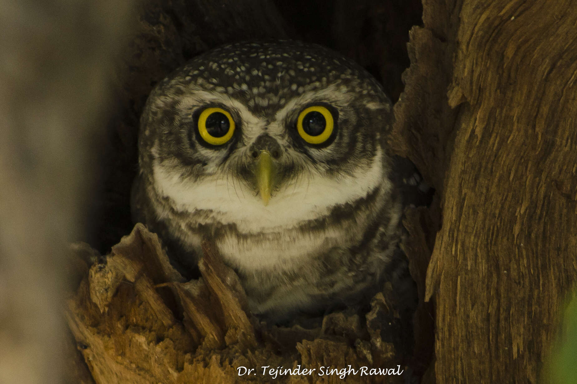 Image of Spotted Owlet