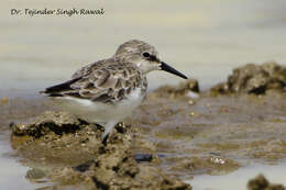 Image of Little Stint