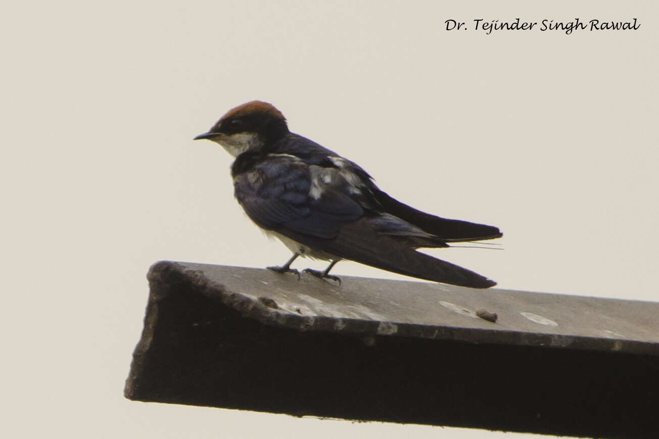 Hirundo smithii Leach 1818 resmi