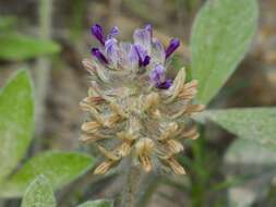 Imagem de Psoralea subulata Bush