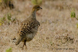 Image of Gray Francolin