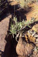 Image of Pachypodium succulentum (L. fil.) Sweet