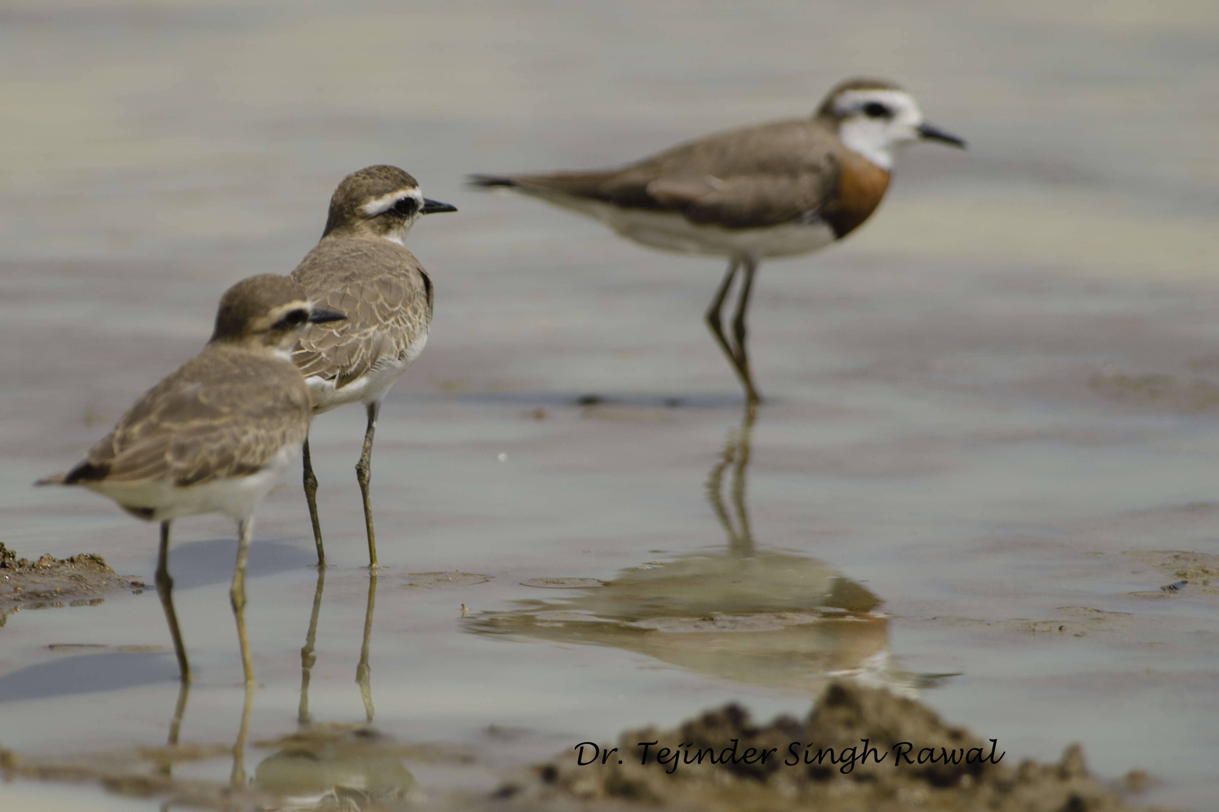 Слика од Charadrius asiaticus Pallas 1773