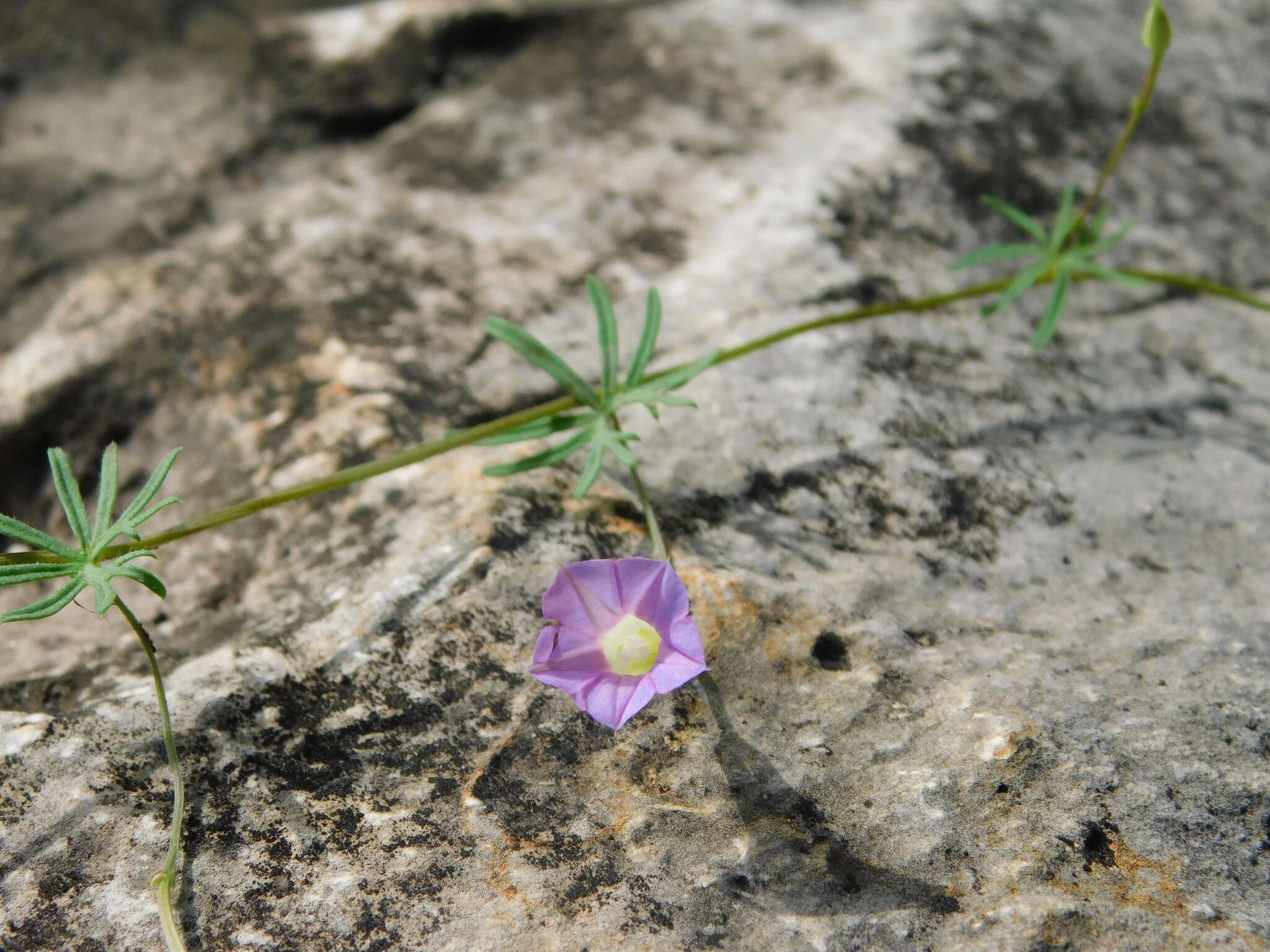 Image of crestrib morning-glory