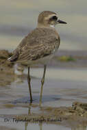 Image of Caspian Plover