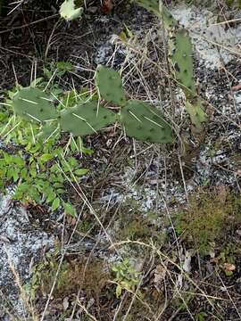 Image of Eastern Prickly Pear