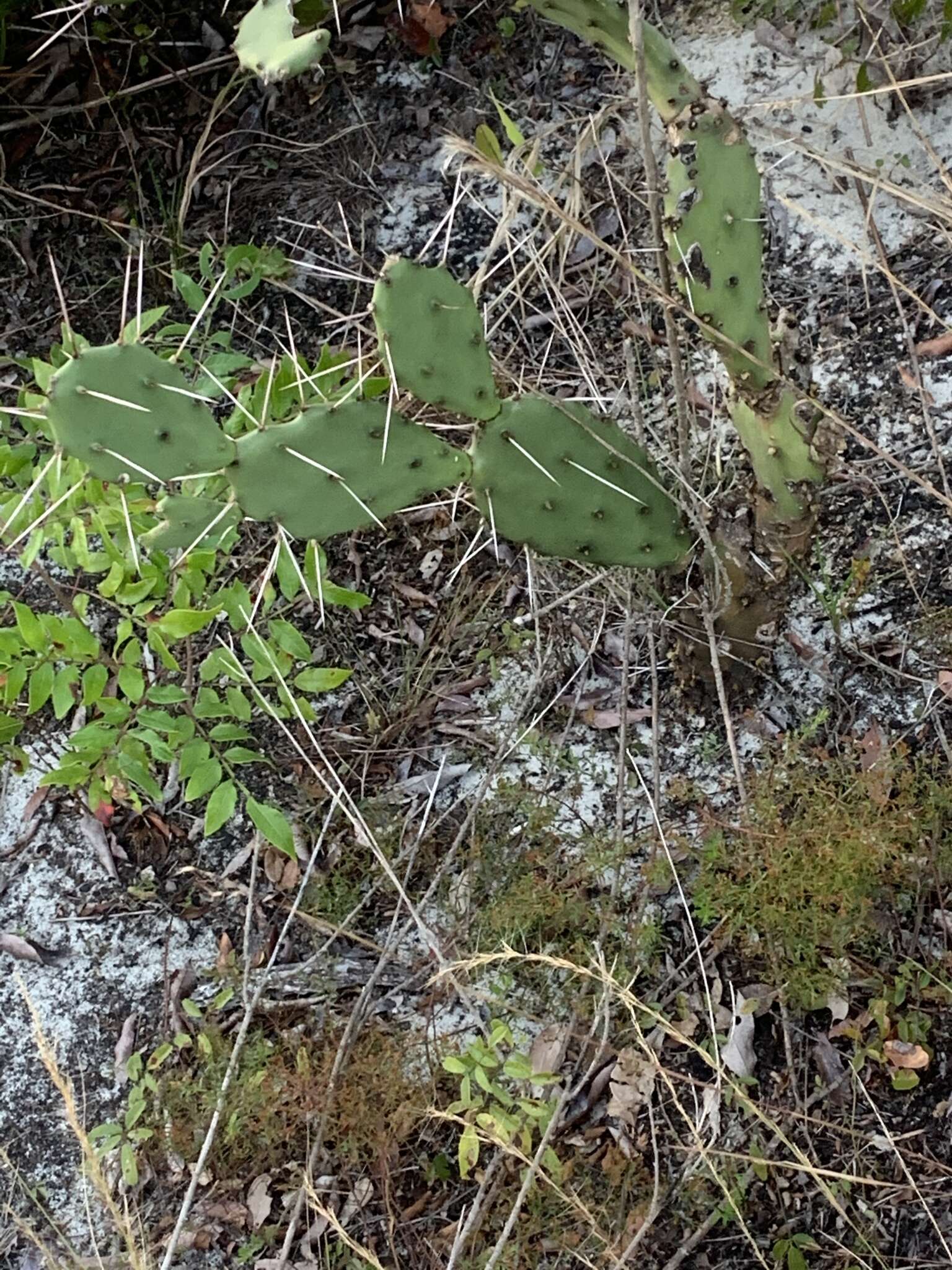 Image of Eastern Prickly Pear