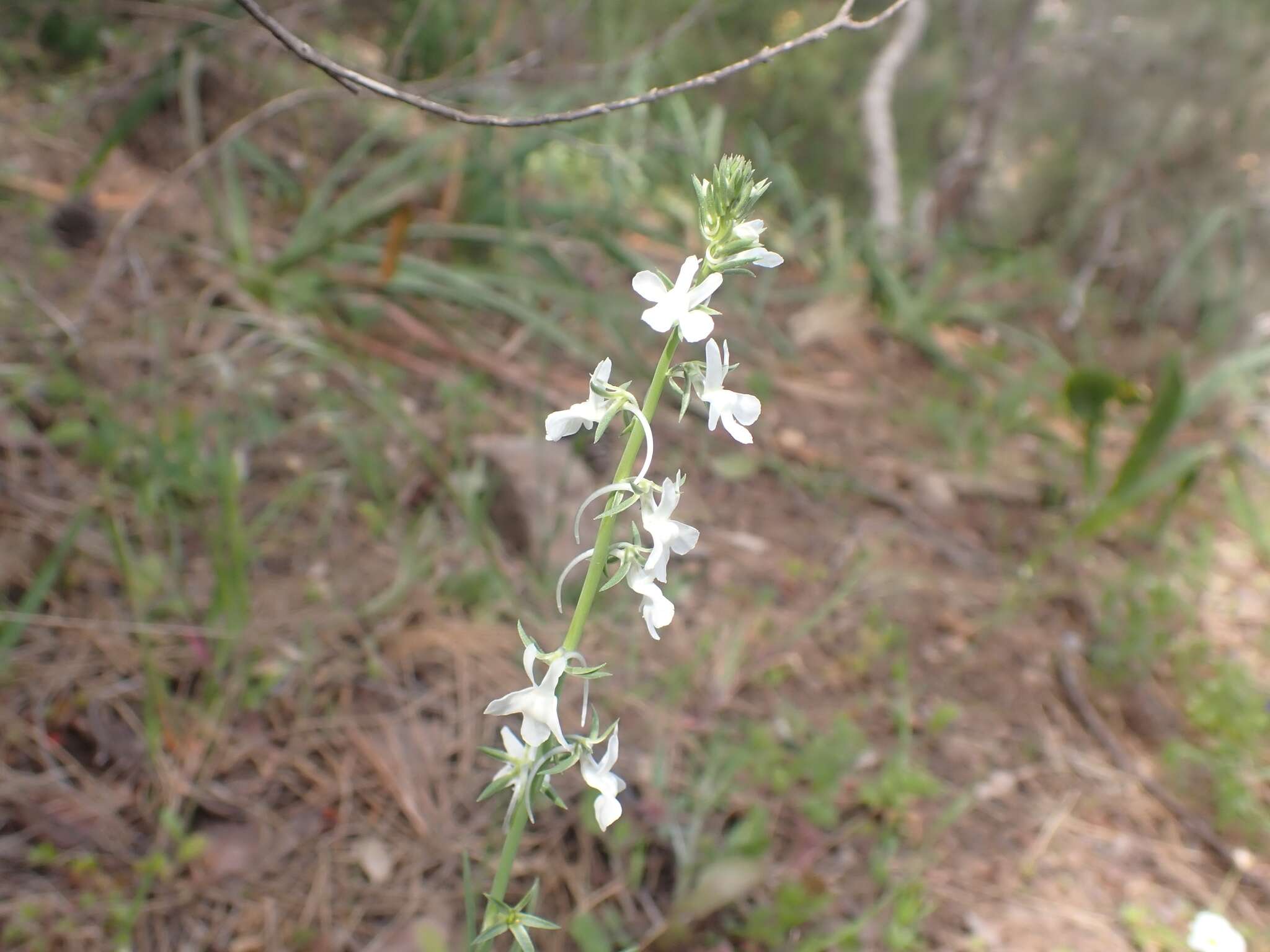 Image de Linaria chalepensis (L.) Mill.