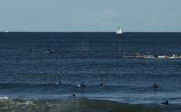 Image of Southern Right Whale