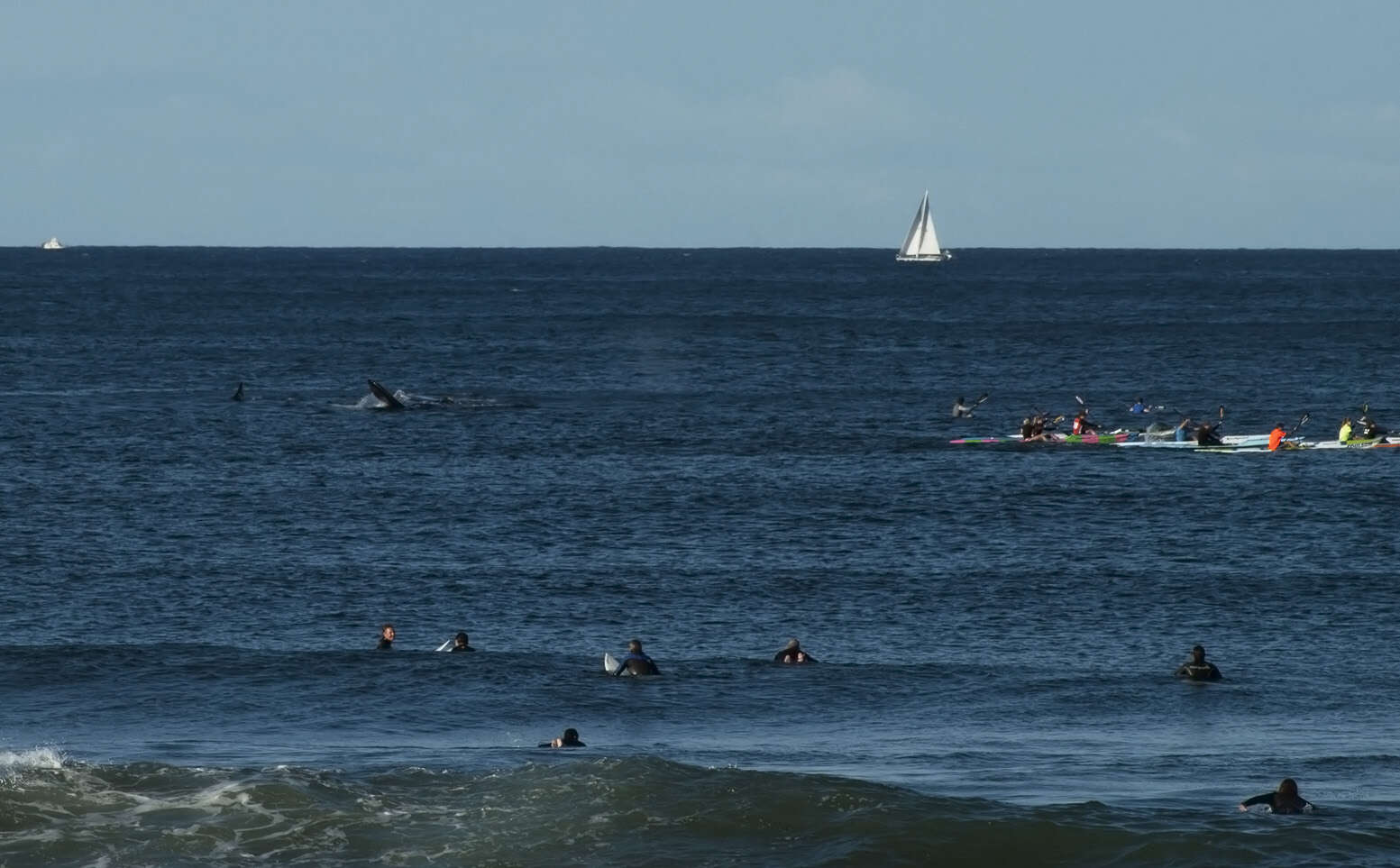 Image of Southern Right Whale