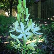 Imagem de Camassia leichtlinii subsp. leichtlinii