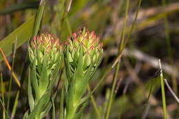 Image of Ceratandra grandiflora Lindl.