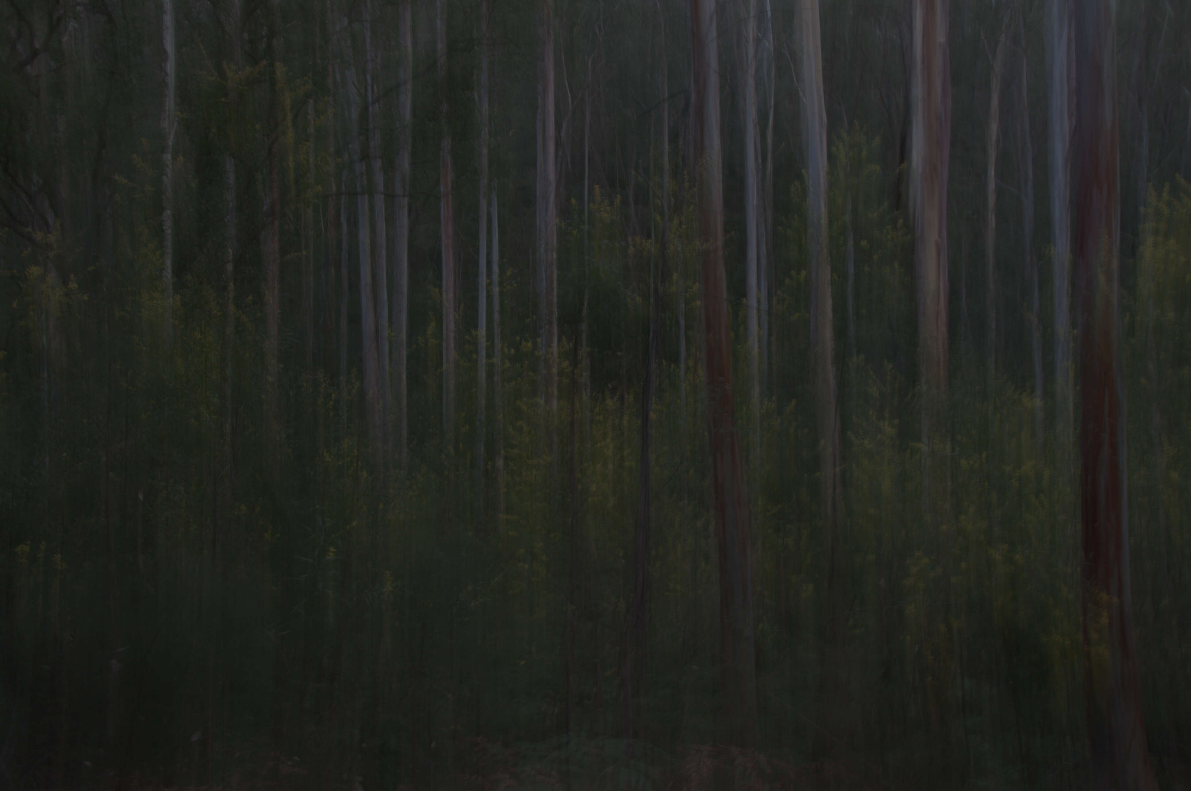 Image of gray gum