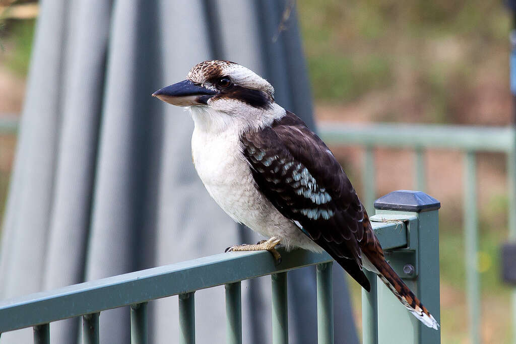 Image of Kookaburra