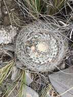 Image of Mammillaria formosa Scheidw.