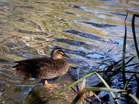 Image of Grey Duck