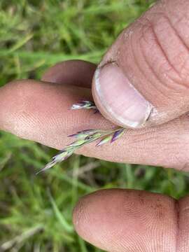 Image of Arctic-Hair Grass