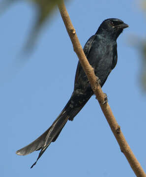 Image of Black Drongo