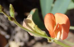 Image of Tephrosia elongata E. Mey.