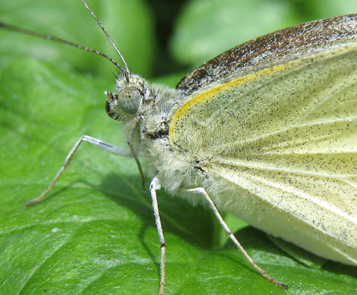 Image of cabbage butterfly