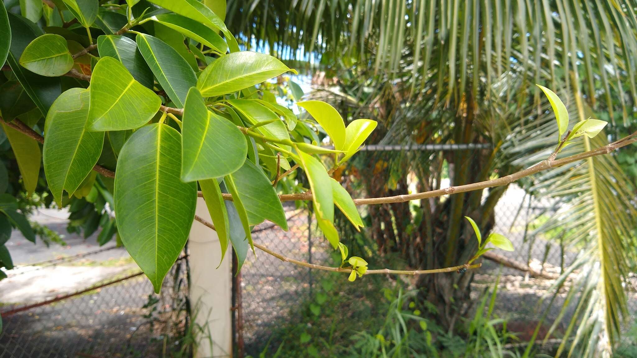 Ficus prolixa Forst. fil.的圖片