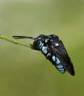 Image of Thyreus nitidulus (Fabricius 1804)