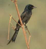 Image of Black Drongo