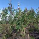 Plancia ëd Lupinus mutabilis Sweet