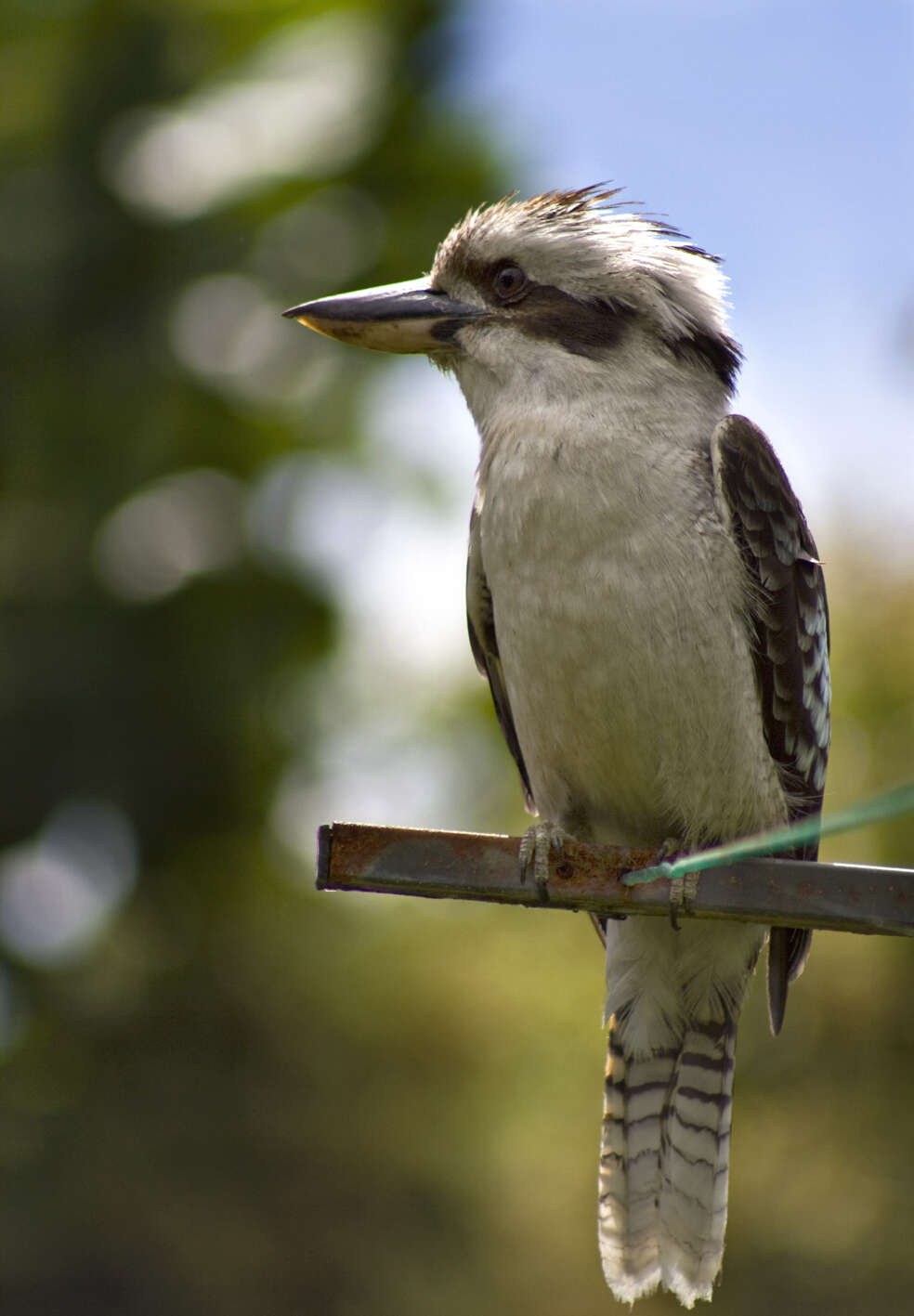 Image of Kookaburra