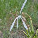 Imagem de Crinum arenarium Herb.