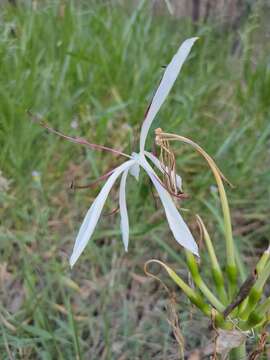 Image of Crinum arenarium Herb.