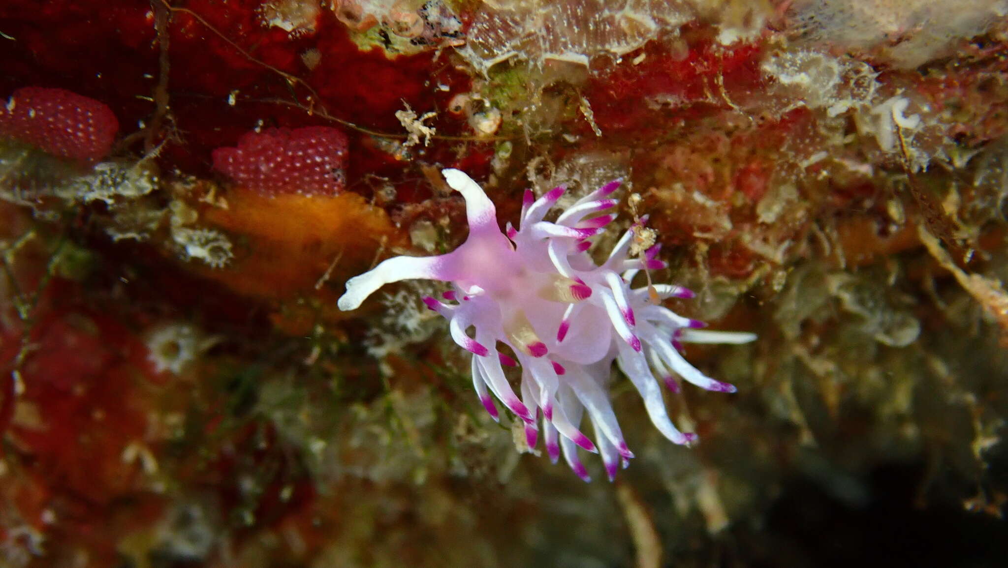 Image of Flabellina llerae Ortea 1989