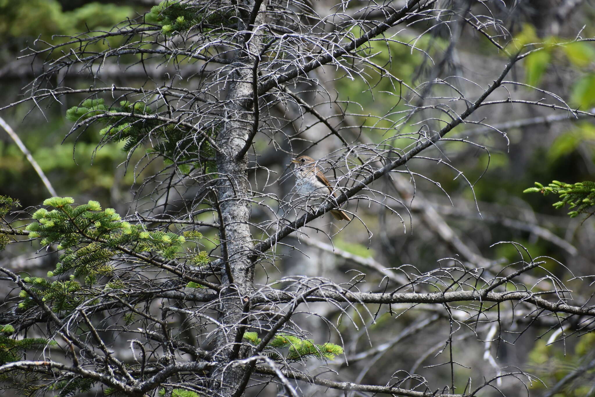 Image of Bicknell's thrush