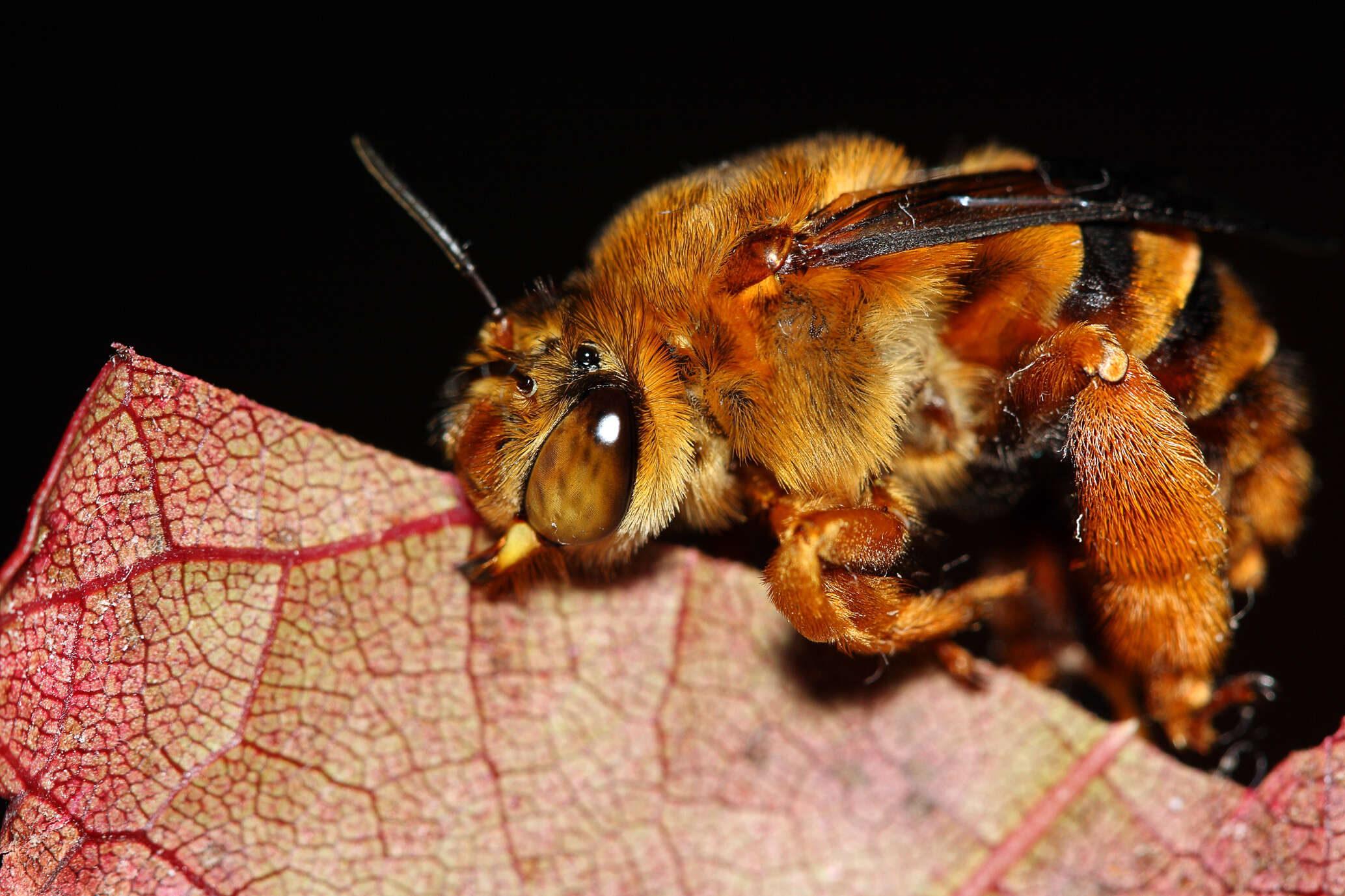 Image of Amegilla bombiformis (Smith 1854)